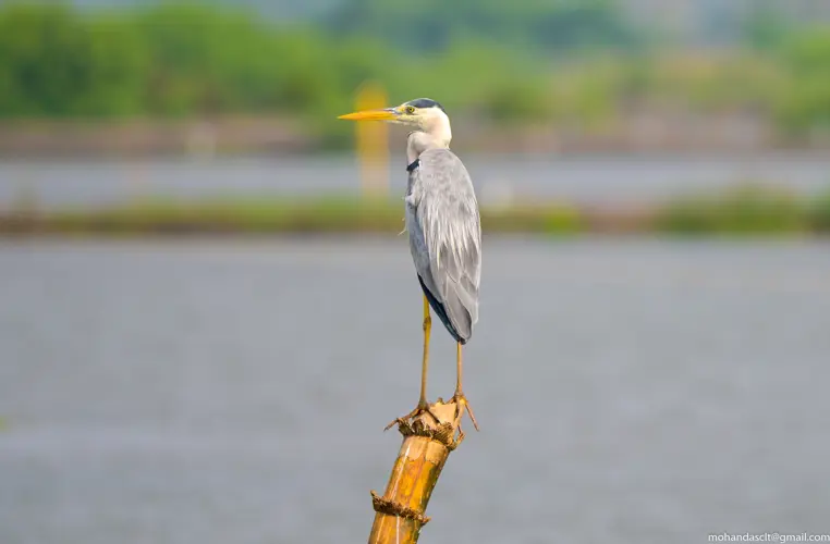 Grey Heron at Kadamakkudy | Kerala | India